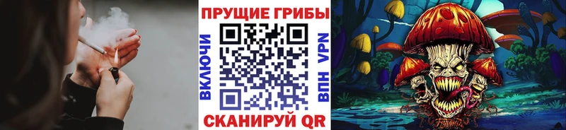 Купить где Железногорск Псилоцибиновые грибы Psilocybe